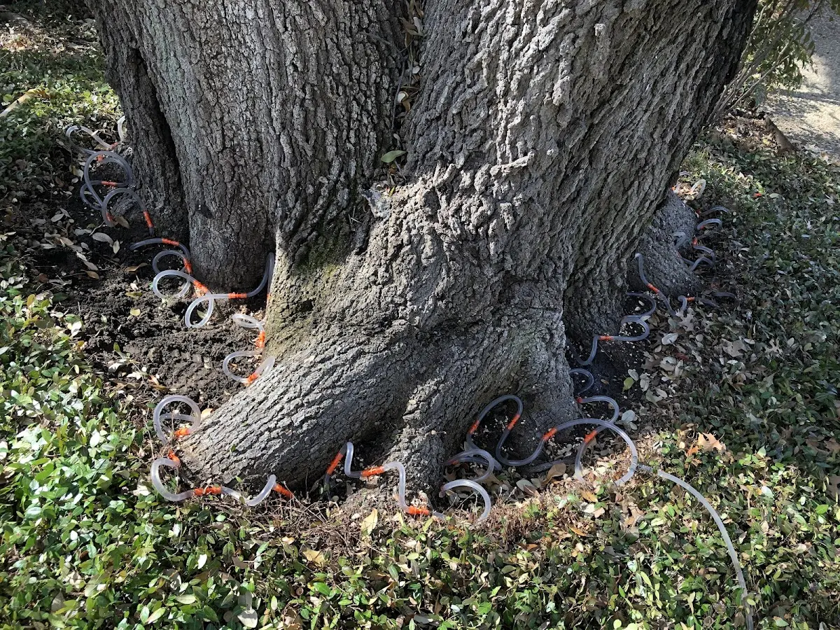 Detailed Tree Cabling and Bracing job site in Townsend
